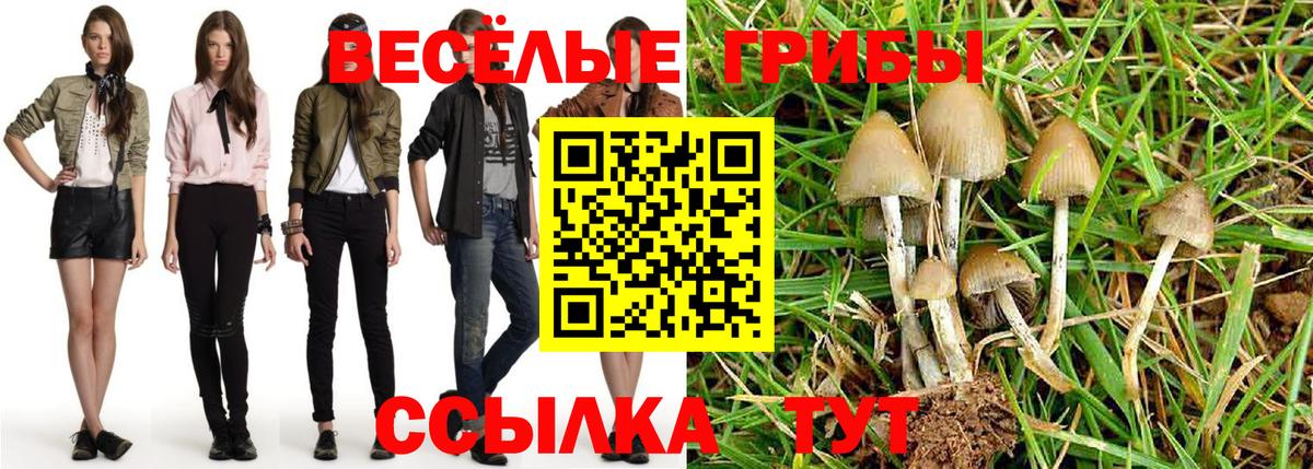 Псилоцибиновые грибы Psilocybe Искитим